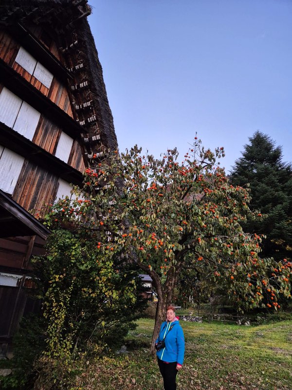 Aldea Histórica de Shirakawa-Go-14-11-2024 - Japón y sus Pueblos-2024 (24)