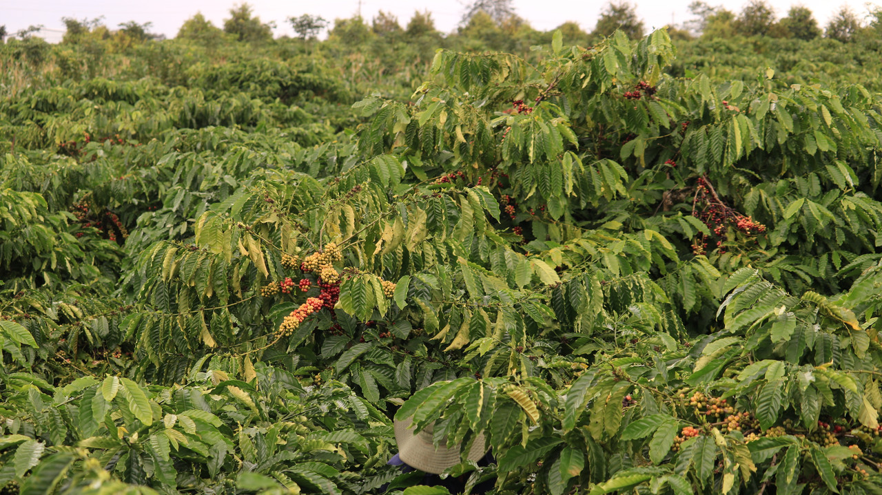 Farm cà phê nhà Khởi