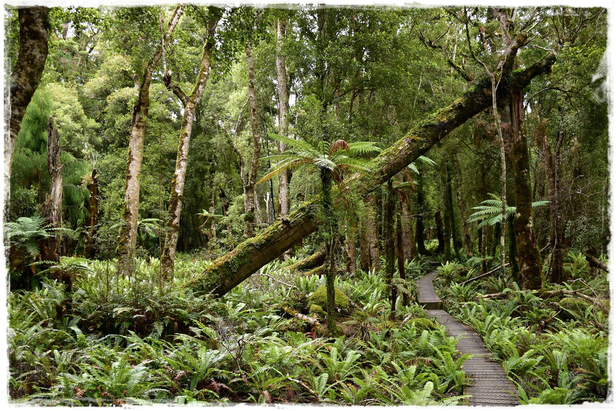 Fiordland NP: Humpridge Track (febrero 2021) - Escapadas y rutas por la Nueva Zelanda menos conocida (15)