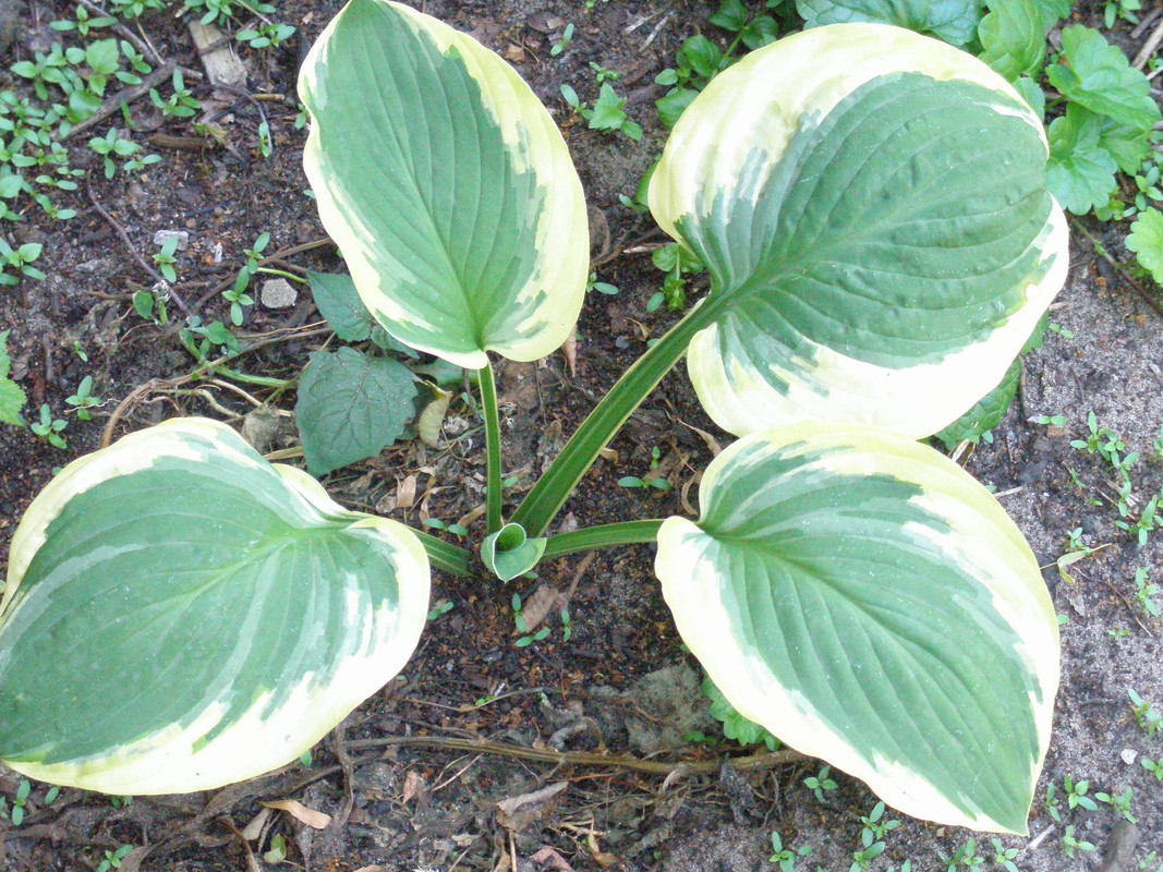 P6189703