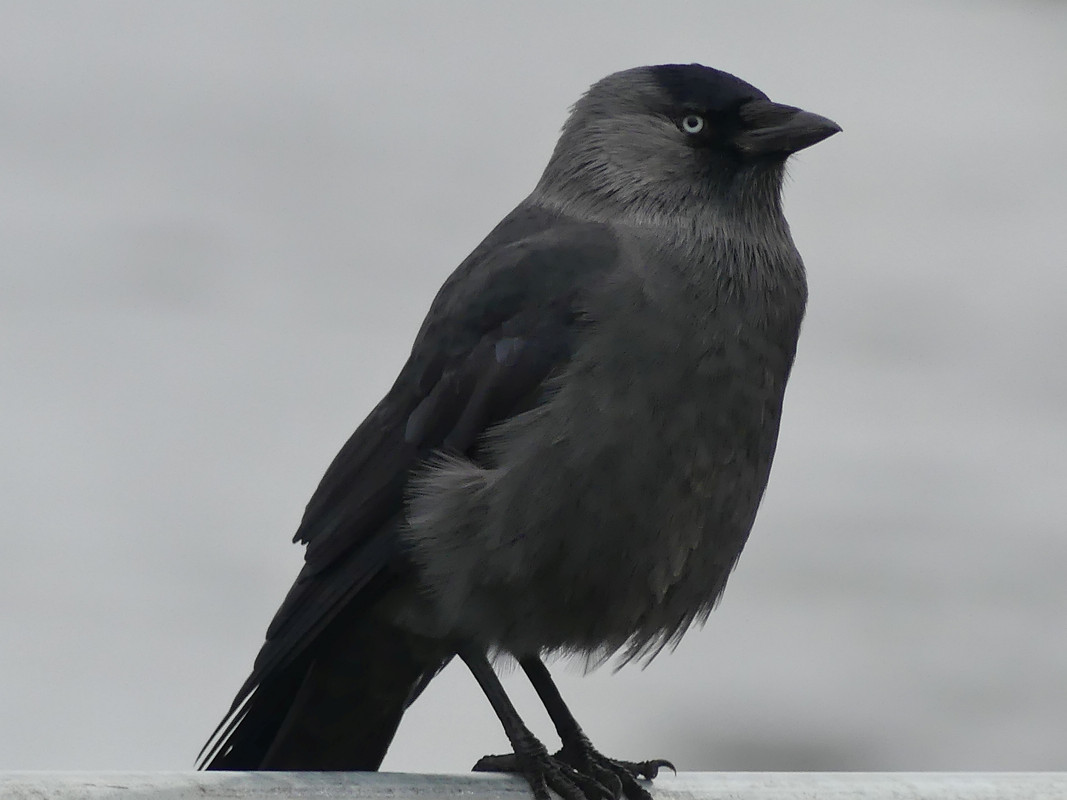 JACKDAW 1