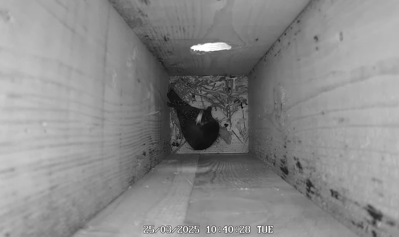 (10) Mājas strazds 2025 Tiešraide - YouTube - 587_45