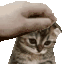 sadness sad kitty