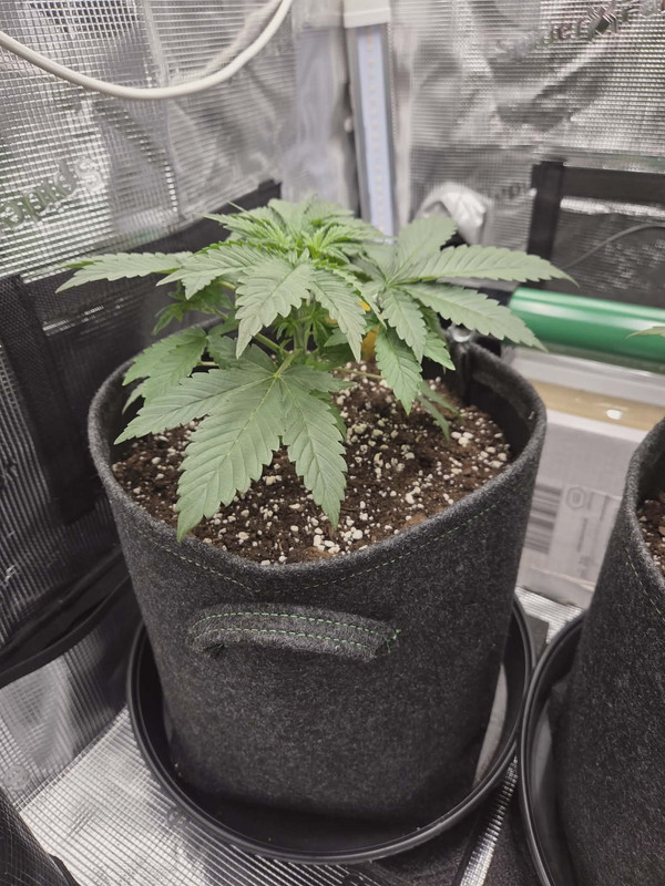 Messenger creation DA1317B2 FF9A 460A 84B0 74CBE574D37C