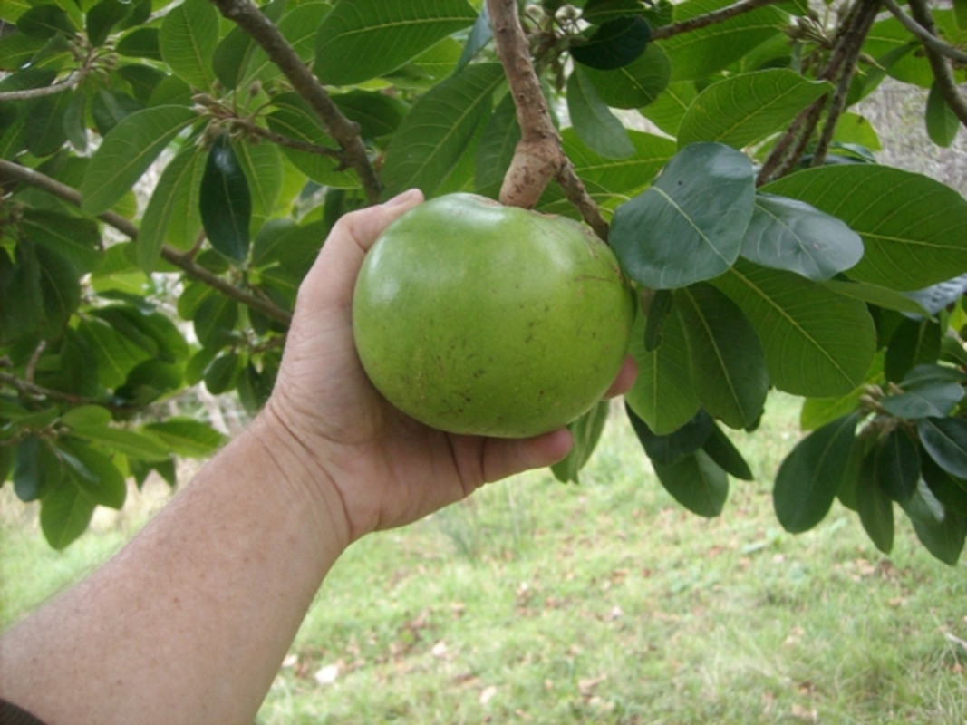 lucuma_obovata_fruit_on_tree_2012