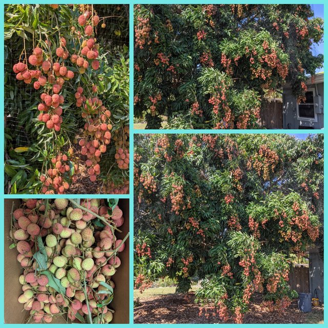 [Image: Photo-Grid-1622223214803.jpg]