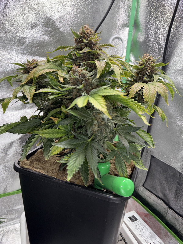 A62675A5-EDF2-4688-A89E-BA3FE28C47A7