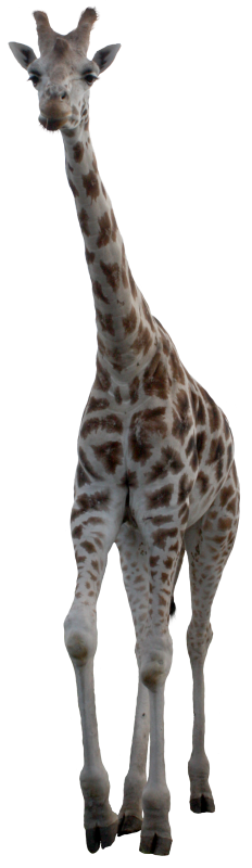 e61