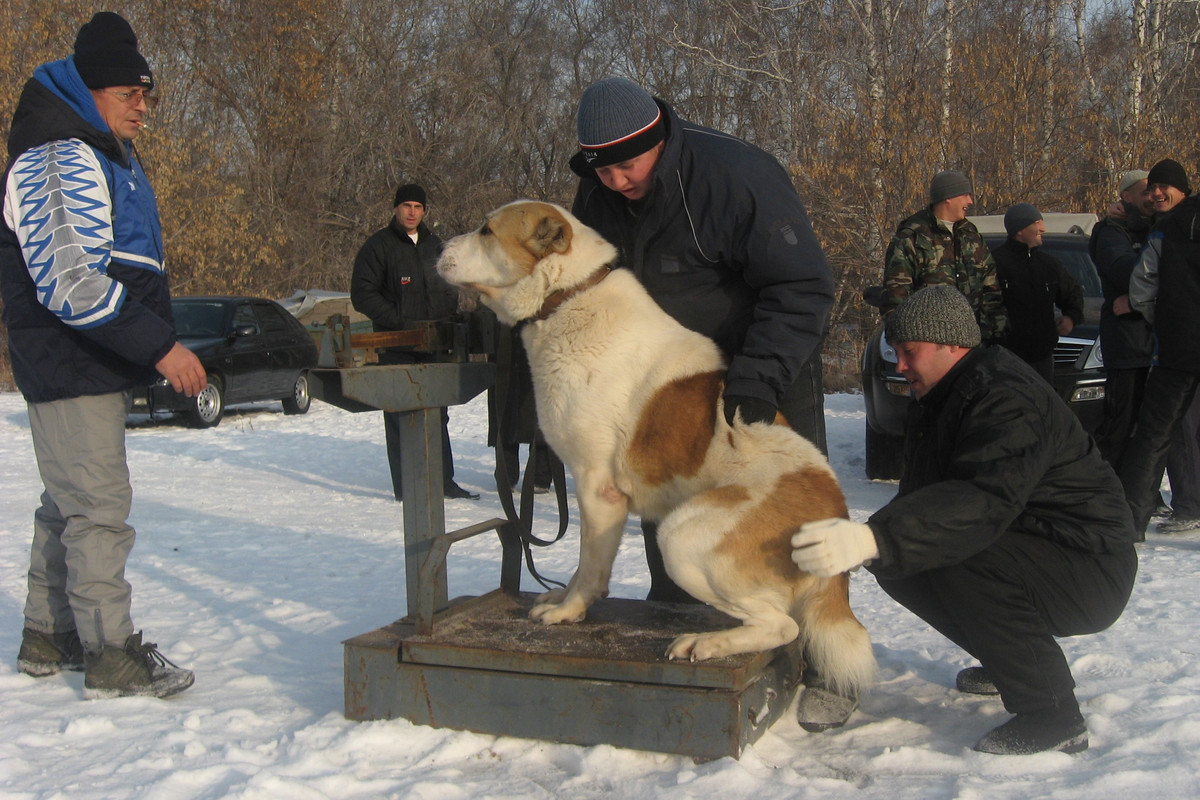 2009.11.21 Вес МОНГОЛ 75кг 2г2м (3)