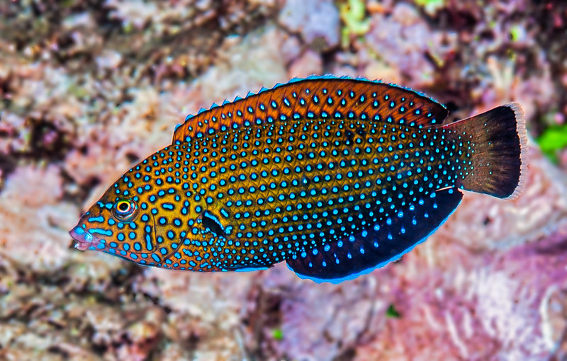 blue-spotted-wrasse.jpg