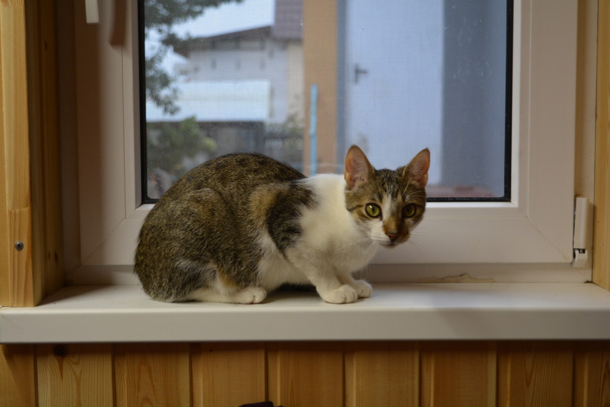 IMG-d6b6f374e8dccb0cd9b6b03a5e942501-V (1)