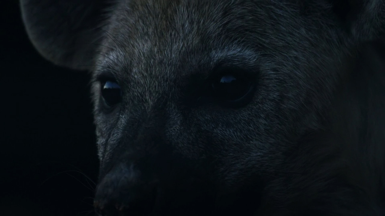 Africa's Hidden Wonders  S01E02 Disney  1080p WEB DDP x264-NM21vi.mkv_snapshot_40.18.360