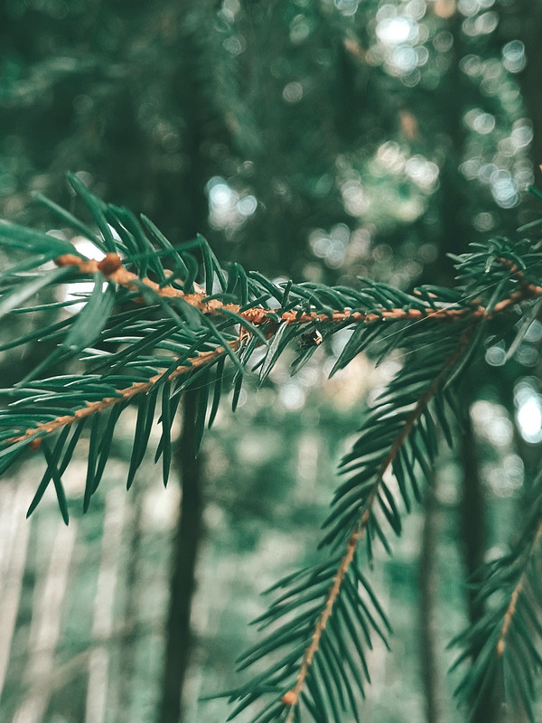 Sirvėtos regioninis parkas