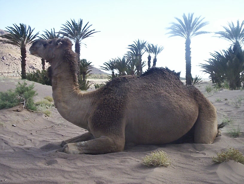 El palmeral de Fezouata : Tamegroute y la Zaouia Naciriya - El Valle del Drâa, la gran arteria del sur de Marruecos (35)