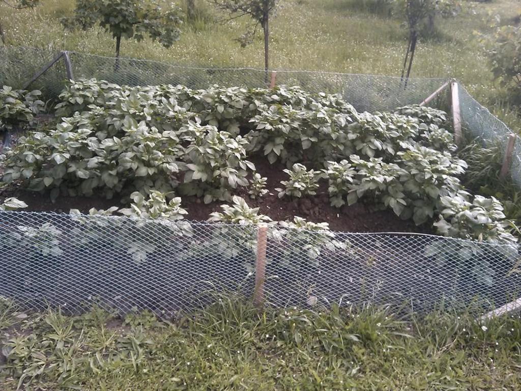 10407695_257047057813059_3287095888595037017_n