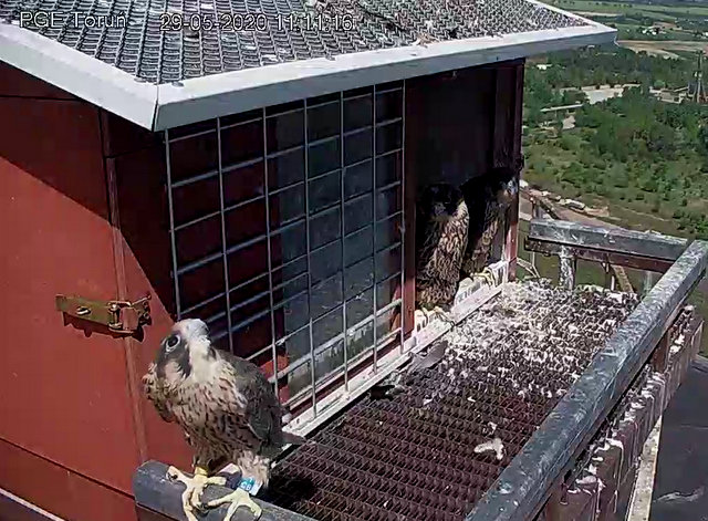 WebCam Toruń PGE. Male Piernik (2 AD (2015) & Female Katarzynka (?) vanaf 21 aug. Man 9 / BK( 2019) & Vrouw Katarzynka (?) - Pagina 3 Przechwytywanie-w-trybie-pe-noekranowym-29-05-2020-114540