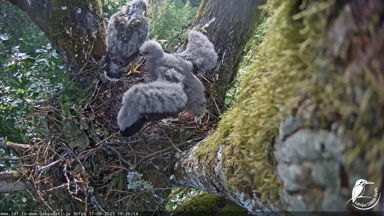 Melnās klijas (Milvus migrans) Kurzemē_ peļu klijāni (Buteo buteo) 12-58-45 screenshot