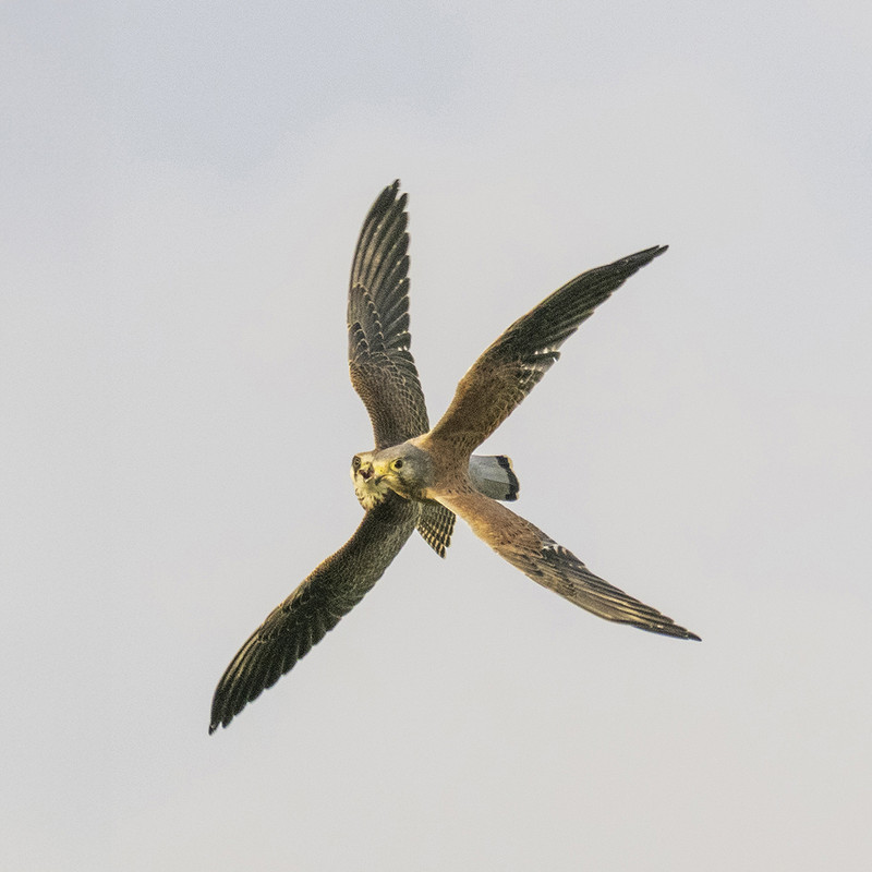 De roodpootvalk in de Eempolder op jacht naar de prooi van de torenvalk….(OM-1)