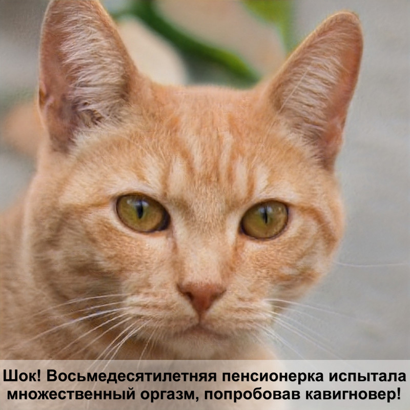 корм для котят