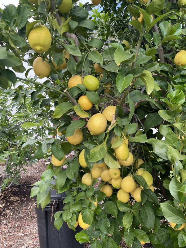 6041758E-DD48-4646-9A78-90C4160658EE_1_105_c