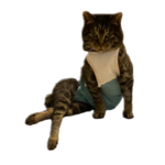 77655078-5-FD6-4-FCF-86-F2-5-E230-E8-E7602.png