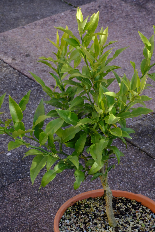 Yuzu