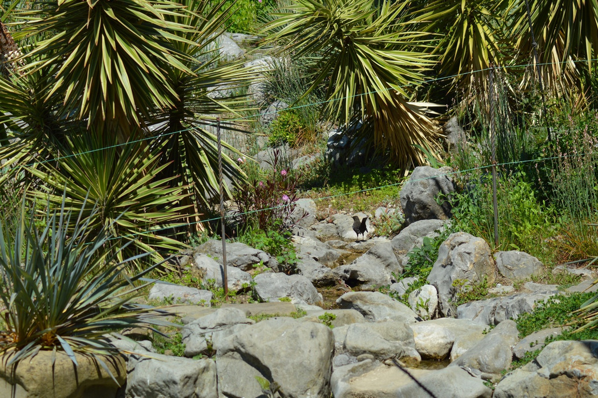 дрозд в камнях5