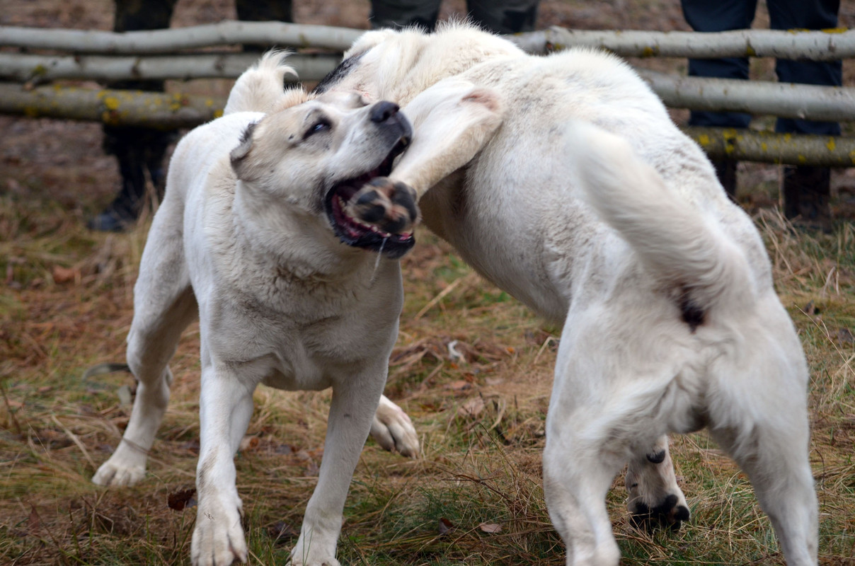Шаман - Монгол (6)
