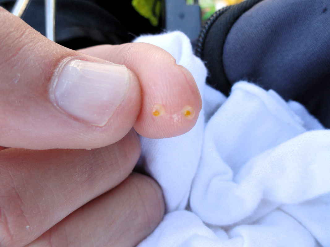 Spotted-bass-eggs.jpg