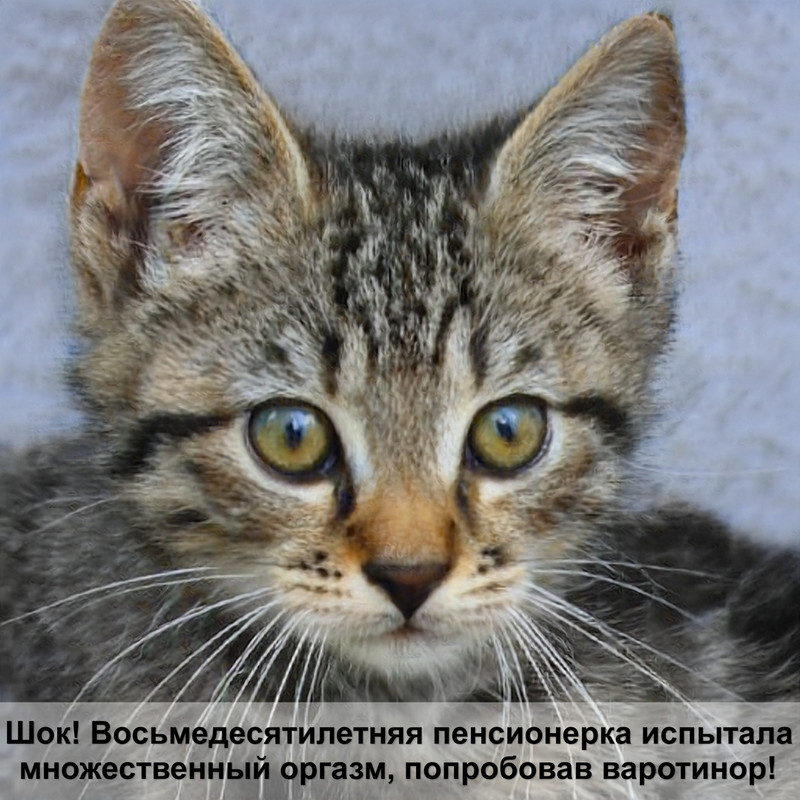 размеры домика для кошки