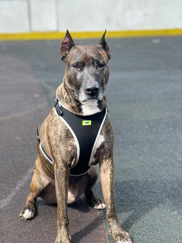 BCC6DB11-20C1-46AB-BCD4-324C638A8DEE