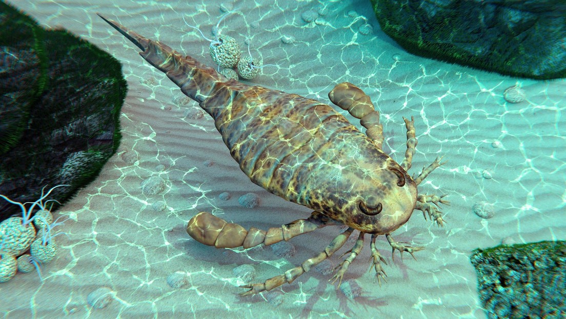 “Monstruo enorme” hallan en Australia nueva especie extinta de escorpión marino