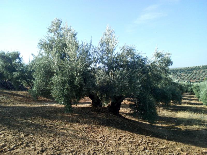 Seguimiento evolutivo/productividad parcela de secano en calar (Jaén) PHOTO-2018-05-15-16