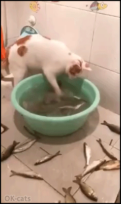 Crazy-Cat-GIF-Weird-cat-playing-with-fishes-turning-them-in-a-basin-What-are-you-doing.gif