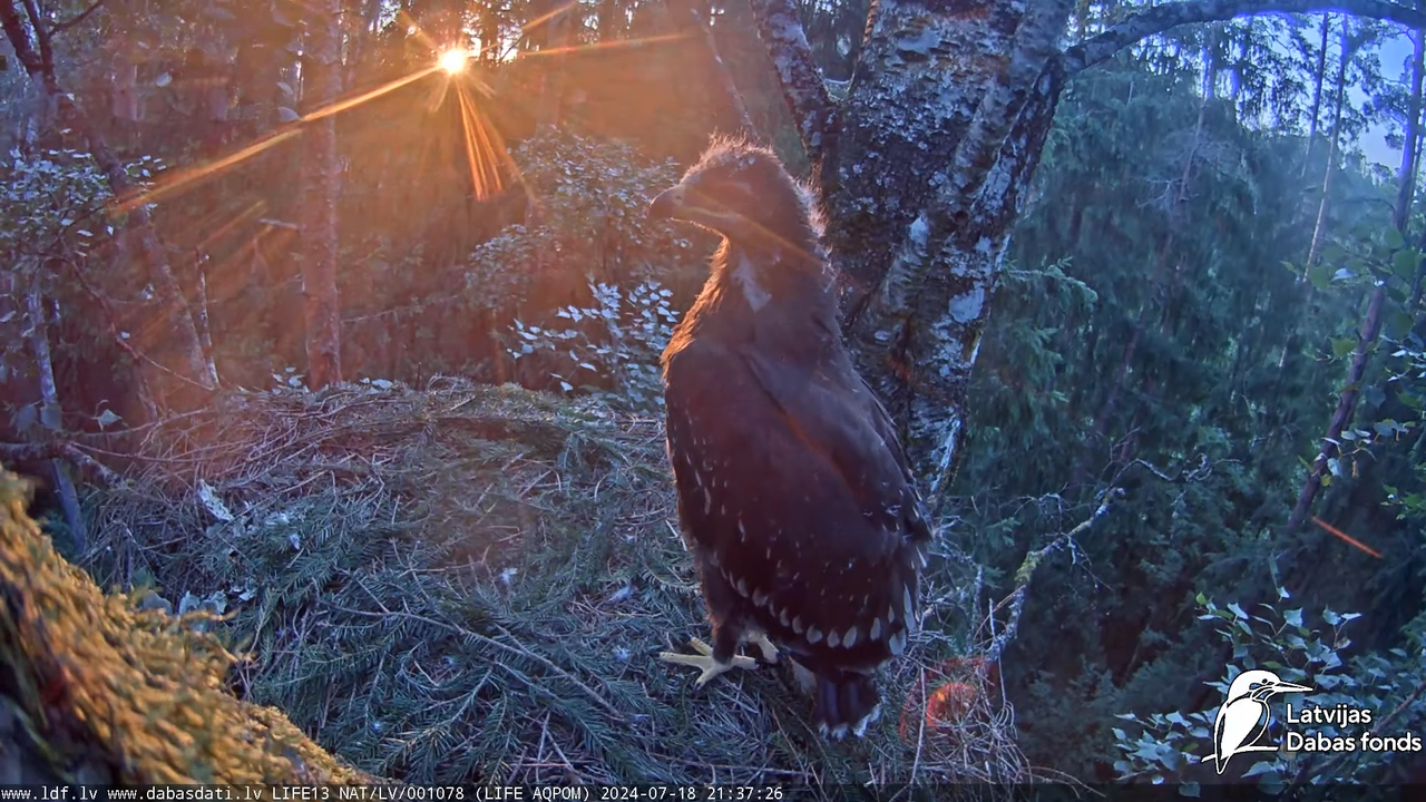 Mazais ērglis (Clanga pomarina), ligzda bērzā - LDF tiešraide 16-9-38 screenshot