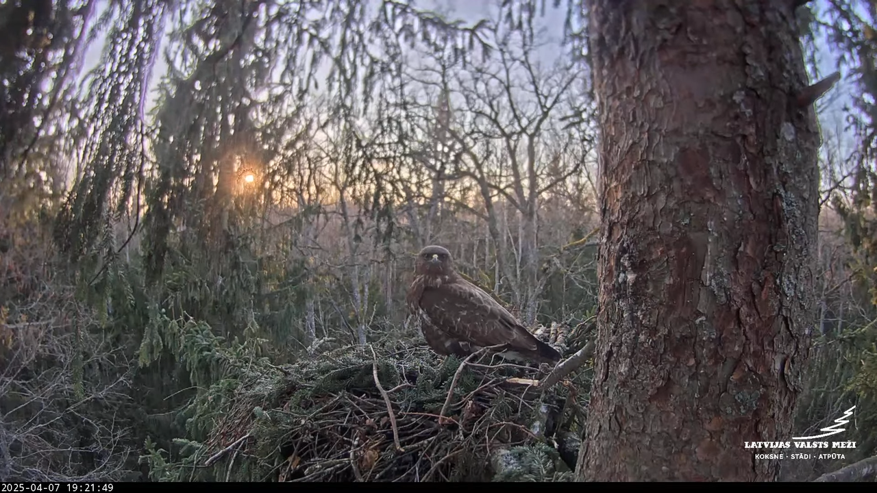 LVM mazais ērglis Lisiņa, egle – Lesser Spotted Eagle 11-21-54 screenshot