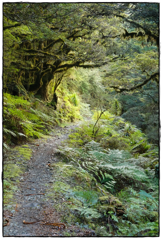 The Old Ghost Road (marzo 2024) - Escapadas y rutas por la Nueva Zelanda menos conocida (20)