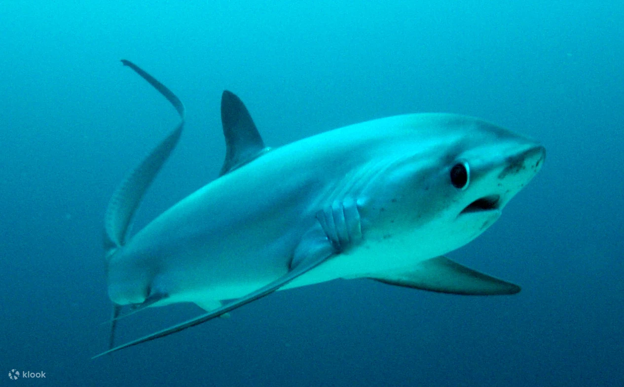 Rat shark