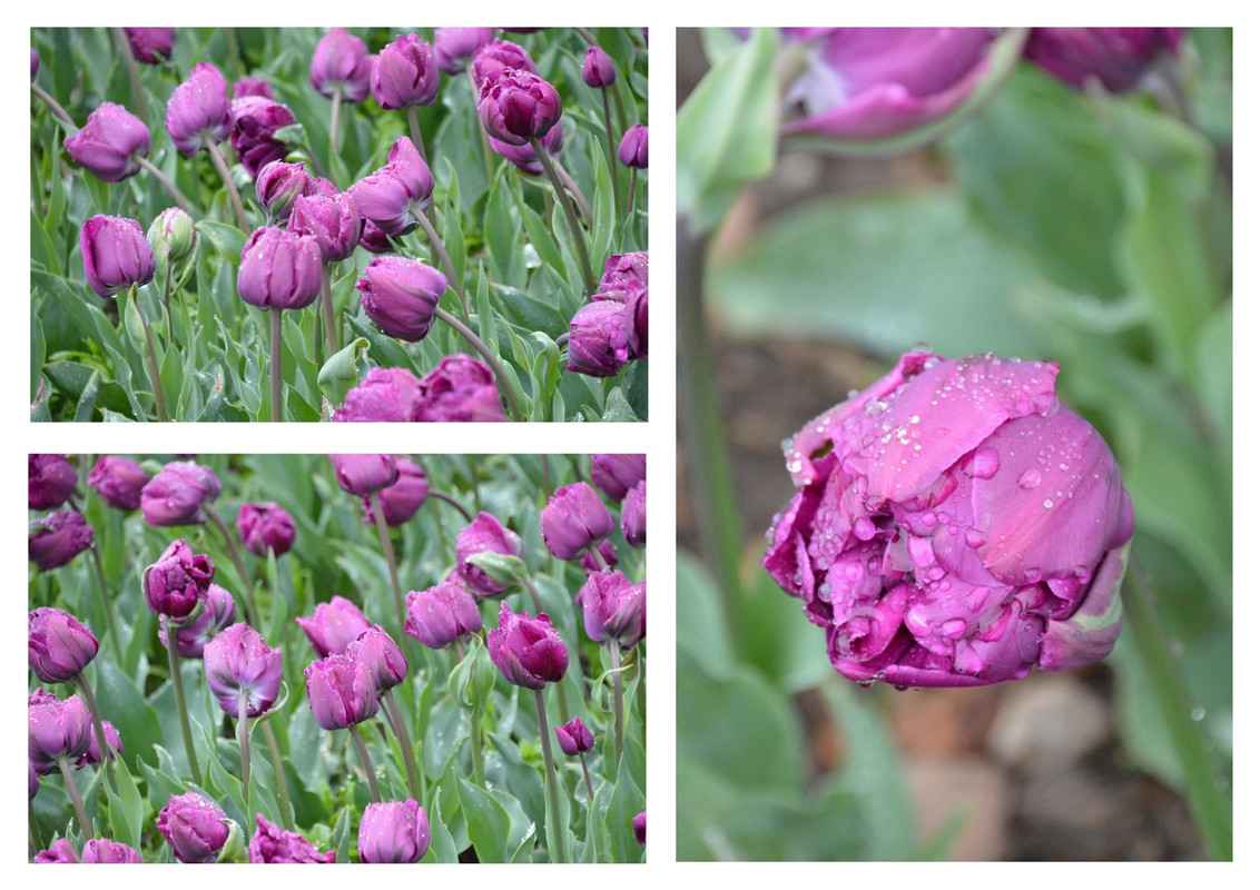 Новый коллаж.jpg 8