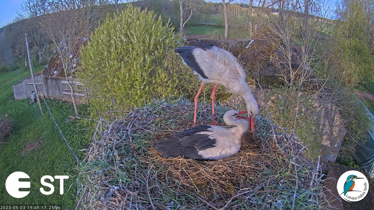 Baltie stārķi (Ciconia ciconia) Tukuma novadā - LDF tiešraide __ White storks in Tukums, Latvia 17-1