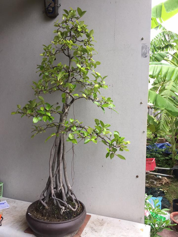 37092790_820969458092670_5073674162736726016_n