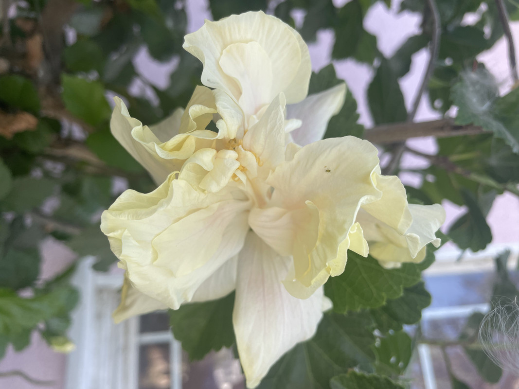 6D516319-EB85-4D2D-8D36-7AF0DD833FCC