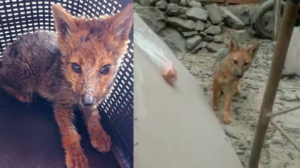 Joven compra un perro en Perú y descubre que le vendieron un zorro