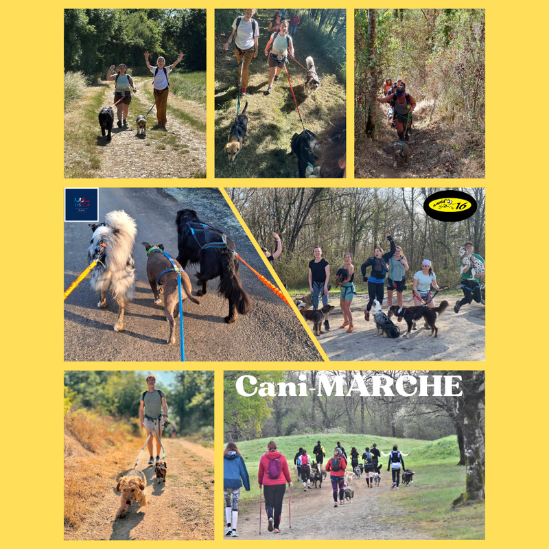 Cani marche 