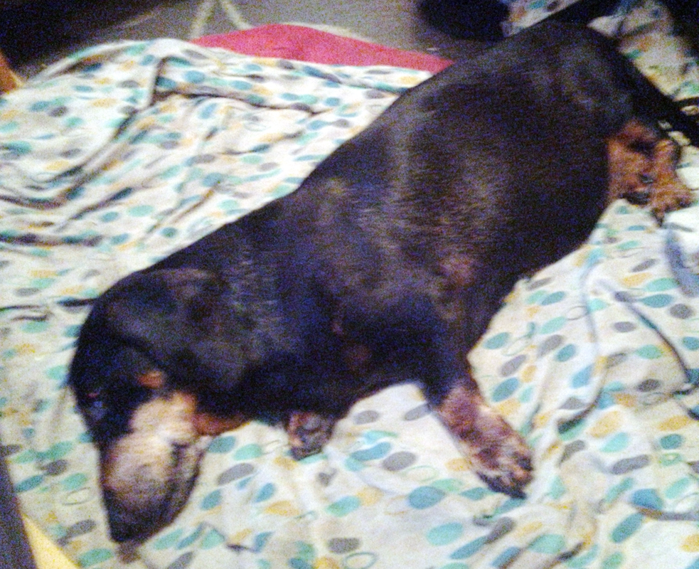 [Image: Tom-Tom16ans.png]