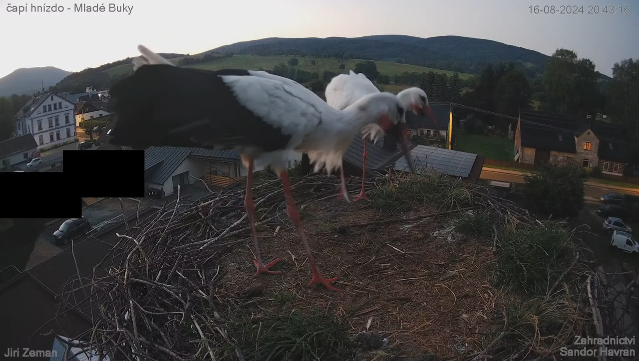 Tiešraides kamera — Mladé Buky — stārķa ligzda 15-57-35 screenshot