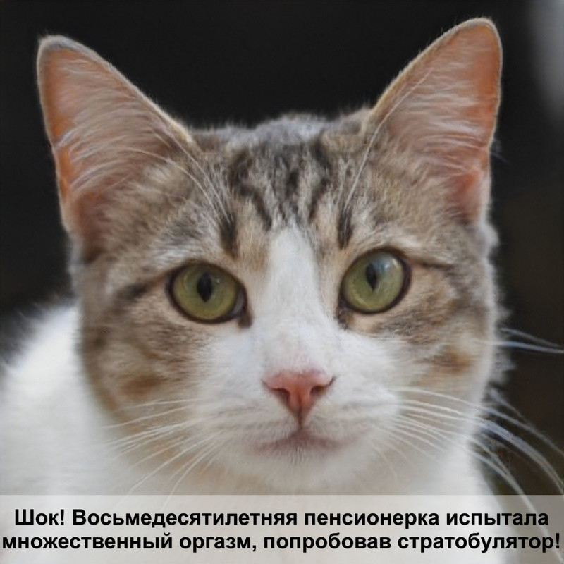 шотландская вислоухая кошка фото