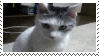 omg cat