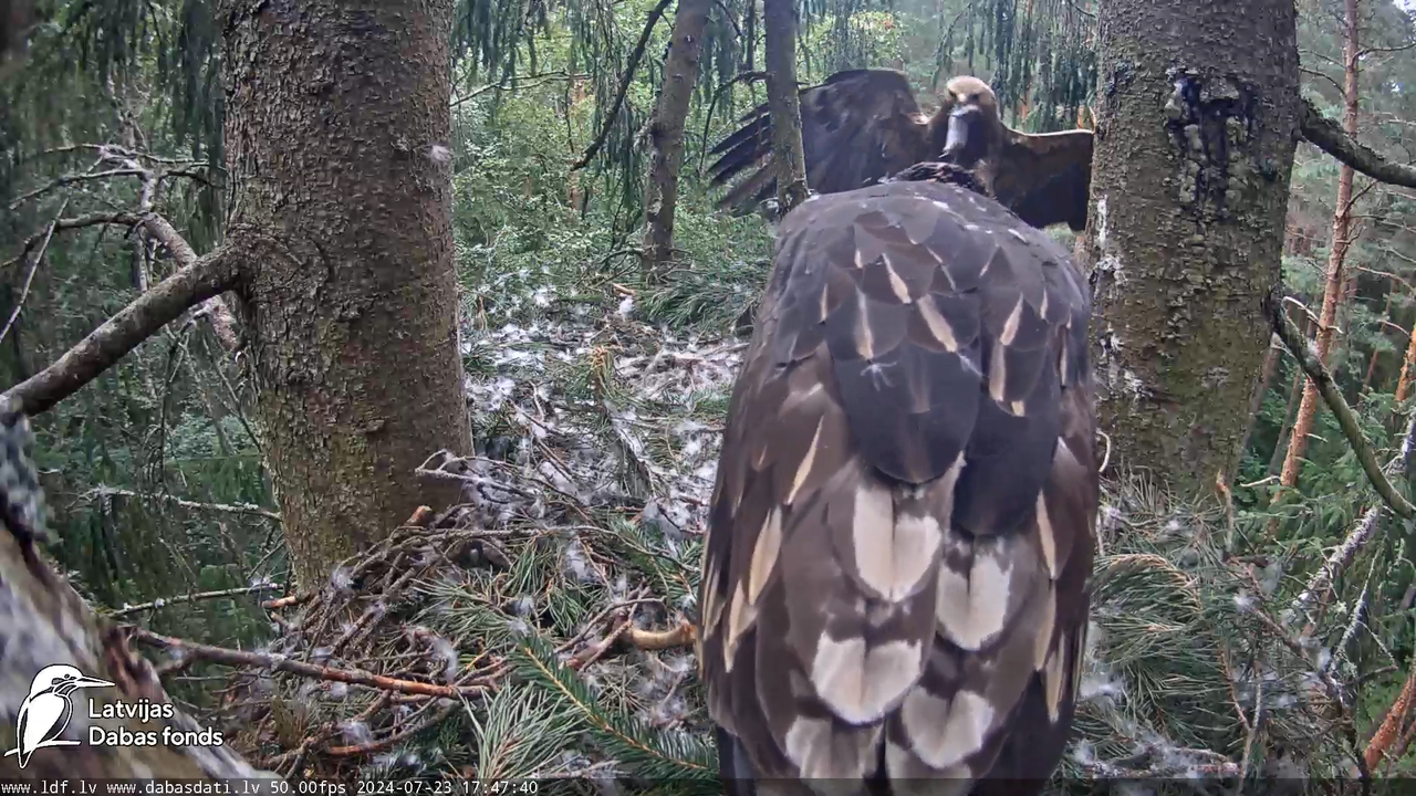 Mazais ērglis (Clanga pomarina), ligzda eglē __ Lesser spotted eagle in spruce, Zemgale, Latvia 13-1
