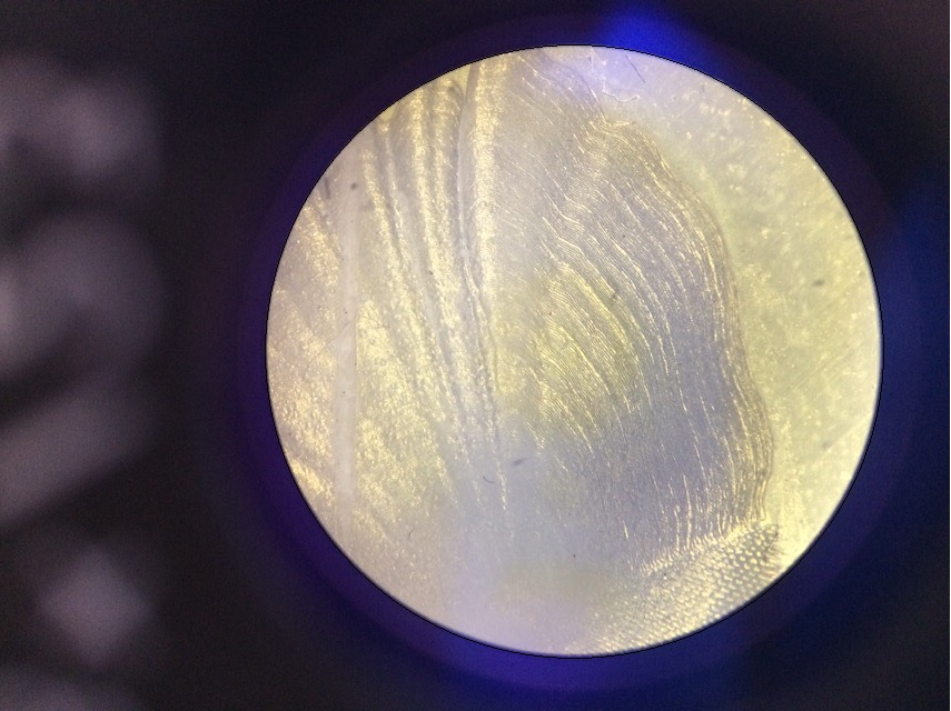 1 Судак Трофей  (2)